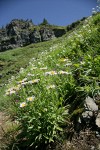 Wandering Daisies in hillside subalpine meadow