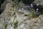 Scotch Bluebells in cracks on rock cliff