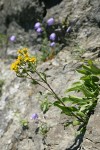 Alpine Goldenrod in crack on rock cliff w/ Scotch Bluebells soft bkgnd
