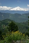 Mountain Arnica & Edible Thistle w/ clearcut forest & Mt. Baker bkgnd