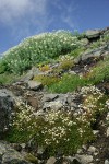 Spotted Saxifrage among rocks w/ Sedum, Silverback Luina soft bkgnd