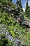 Spreading Phlox, Mountain Arnica, Bracted Lousewort, Red Columbine, Davidson's Penstemon on rock cliff