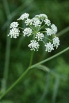 Water Parsnip blossoms