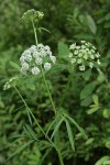 Water Parsnip blossoms & foliage