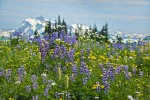Broadleaf Lupines w/ Bracted Lousewort, Sitka Valerian, Mountain Arnica in meadow w/ Mt. Shuksan soft bkgnd