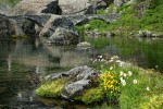 Mountain Monkeyflower & Wandering Daisies beside Bagley Creek w/ stone bridge bkgnd