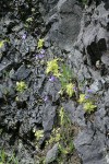 Common Butterwort on wet rock cliff