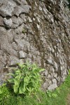 Green Corn Lilies at base of basalt cliff