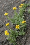 Lyall's Goldenweed on scree slope