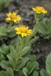 Lyall's Goldenweed