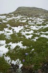 Scotch Bluebells on carpet of Crowberry w/ patches of late summer snow