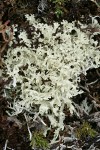 Flavocetraria nivalis Lichen