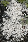 Whiteworm Lichen