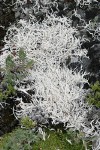 Whiteworm Lichen