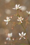 Rusty Saxifrage blossoms detail