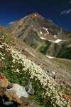 Tolmie's Saxifrage on screen slope w/ Mt. Larrabee bkgnd