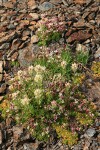 White Small-flowered Paintbrush & Tolmie's Saxifrage on scree