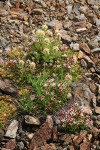 White Small-flowered Paintbrush & Tolmie's Saxifrage on scree