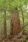 Old-growth Douglas-fir w/ Western Hemlocks