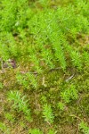 Mountain Mare's-tail among mosses