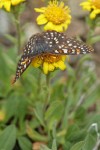 Edith's Checkerspot butterfly on Alpine Gold Daisy