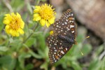 Edith's Checkerspot butterfly on Alpine Gold Daisy