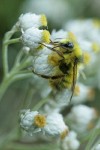 Brown-tailed Bumblebee on Pearly Everlasting