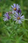 Great Northern Asters