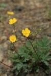 Mountain Meadow Cinquefoil on scree