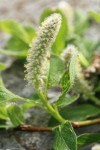 Arctic Willow (male) foliage & ament detail