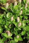Arctic Willow (female) foliage & aments