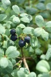 Bog Blueberry fruit & foliage