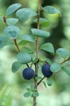 Bog Blueberry fruit & foliage