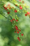 Red Huckleberry fruit & foliage