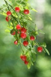 Red Huckleberry fruit & foliage