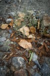 Pearly Everlasting w/ Black Cottonwood leaves on gravel bar