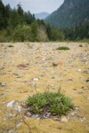 Silverleaf Phacelia basal leaves among moss on Baker River gravel bar