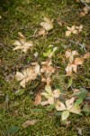 Pacific Starflower dry foliage