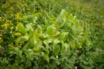Mountain Arnica, Green Corn Lilies, Sitka Valerian, American Bistort, Bracted Lousewort in subalpine meadow