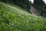 Sitka Valerian, Green Corn Lilies, American Bistort in subalpine meadow