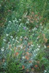 Giant Red Paintbrush & Pearly Everlasting