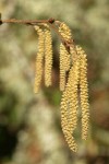 Common Hazelnut male & female blossoms detail