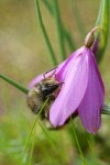 Bumblebee on Grass Widow blossom