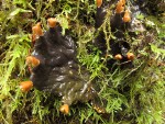 Membranous Dog-Lichen among Diaper Moss