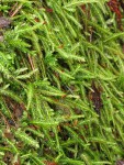 Wavy-leaved Cotton Moss (Worm Moss) on rotting stump