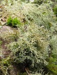 Globose Spear-holder Lichen on Red Alder trunk