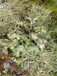 Lichens on Red Alder trunk