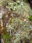 Lichens & Moss on Red Alder trunk