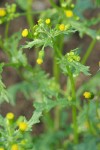 Common Groundsel blossoms & foliage detail