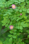 Baldhip Rose blossoms & foliage
